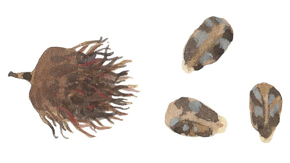 Ricinus Communis (Castor) Seed Oil